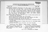 Phytophthora infestans image